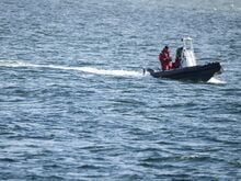 Tiere: Buckelwal vor Ostseeküste ist abgetaucht