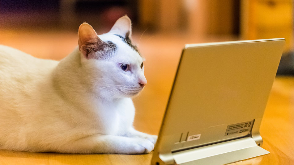 Don’t Hit Paws: Chinese Tech Giant Launches 24/7 Channel for Pets