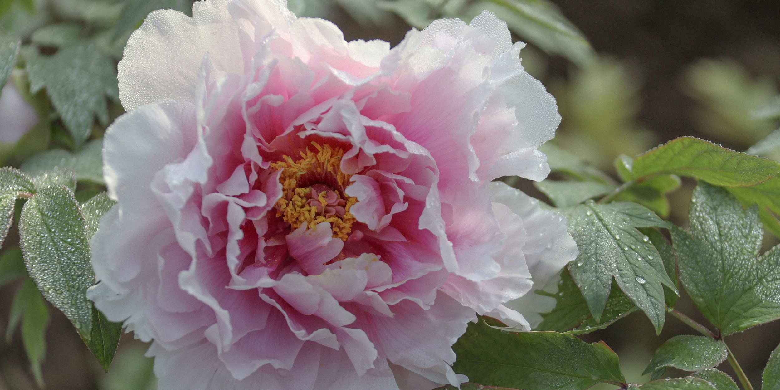 Inside the Linguistic and Cultural Rebellion of the ‘Mudan’