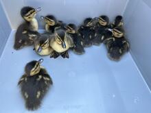 Im Feierabend-Berufsverkehr: Polizei sperrt Autobahn 66 für Entenküken-Rettung