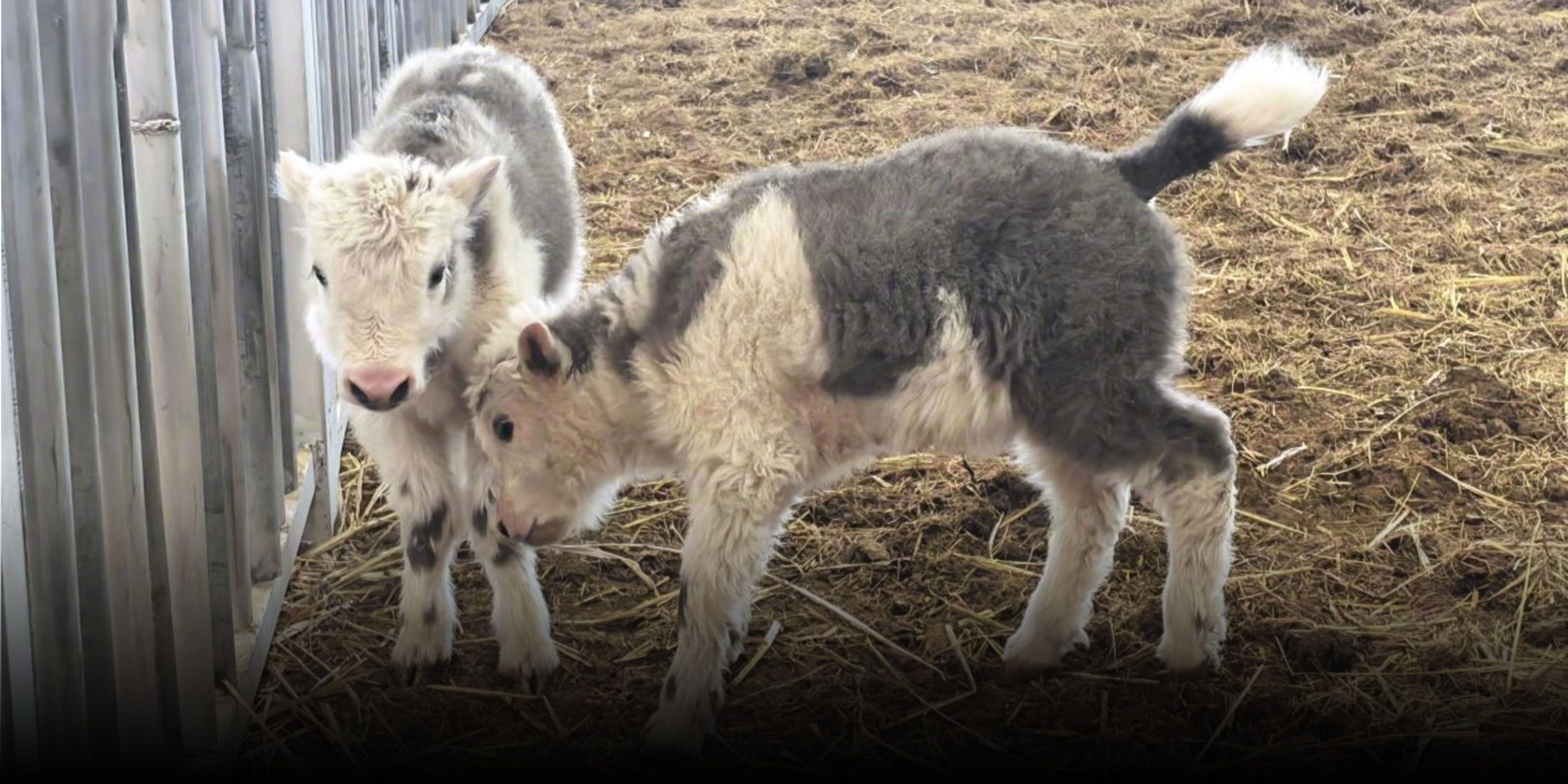 Nine Months After Cloning Its First Yak, China Has 10 More
