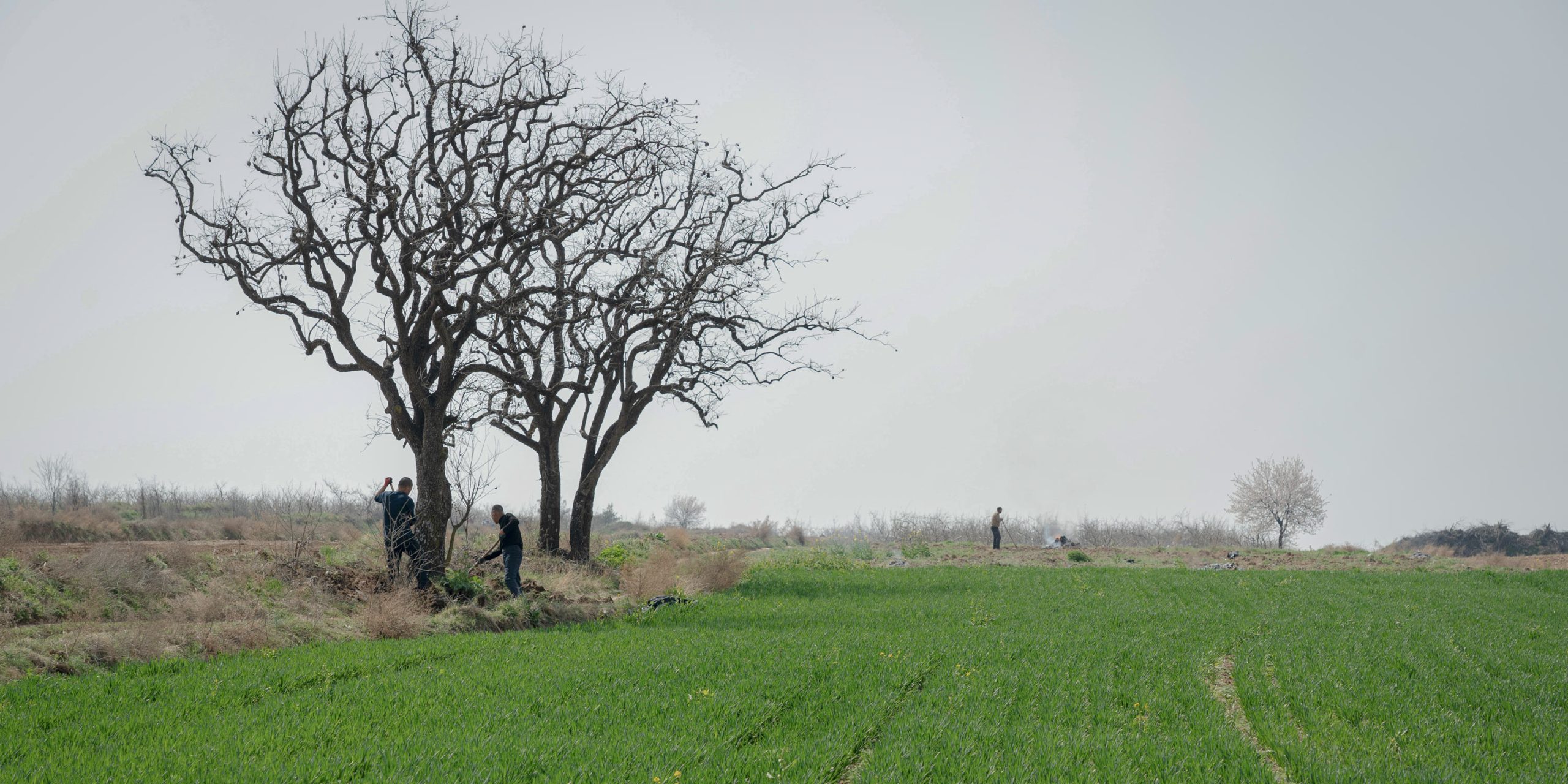 How Private Gardens Are Giving ‘Neglected’ Persimmon Trees a Fresh Start