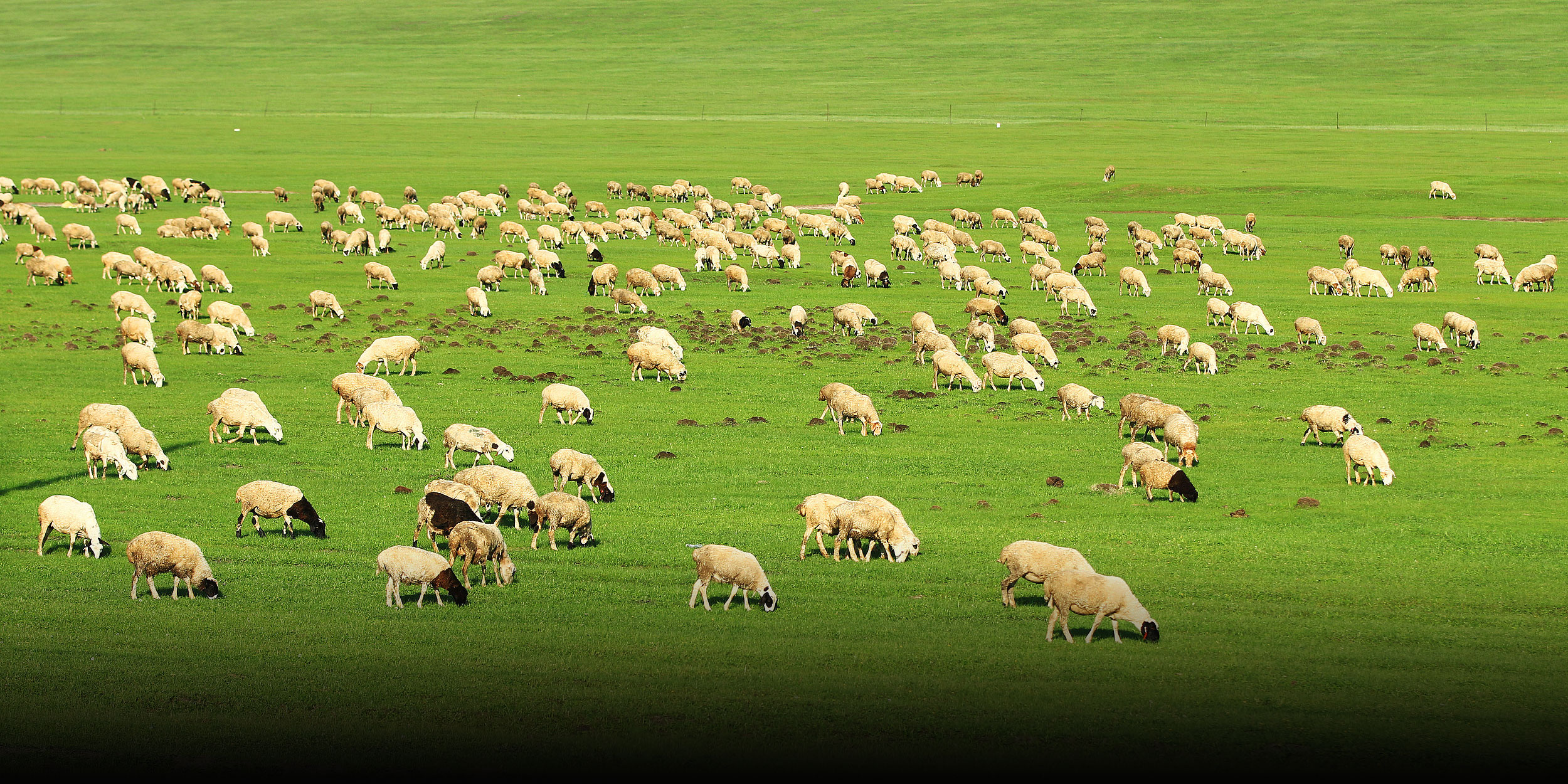 China’s Internet Finds Its Dream Job: Herding 3,000 Sheep
