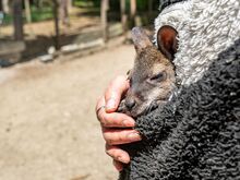 Niederbayern: Känguru-Baby im Pulli -Chefin als Ersatz-Mama