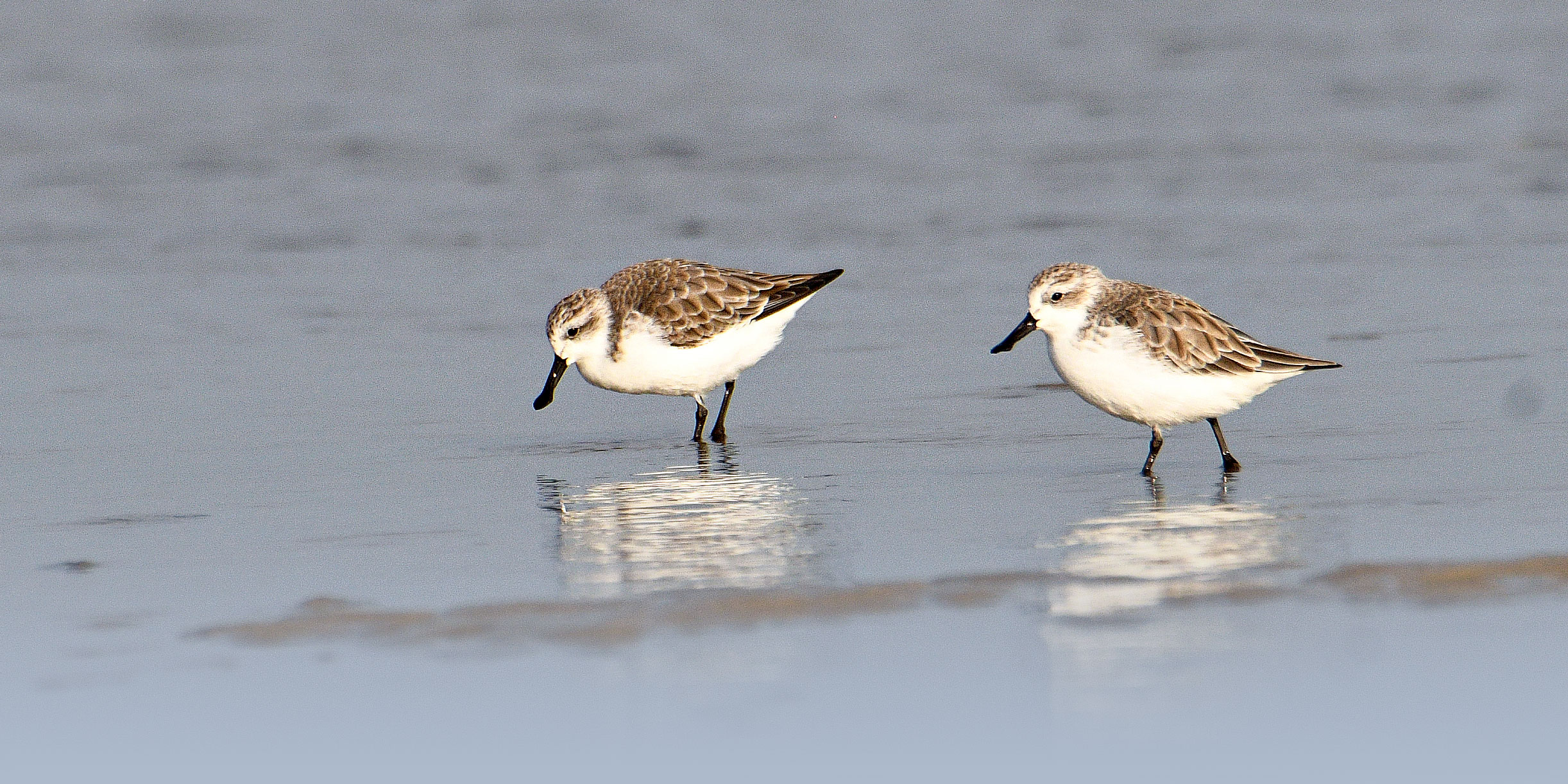 How a Rare Bird Stopped a Highway Project in South China