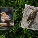 Lost Bird Becomes a Shanghai Celebrity — Then a Cautionary Tale
