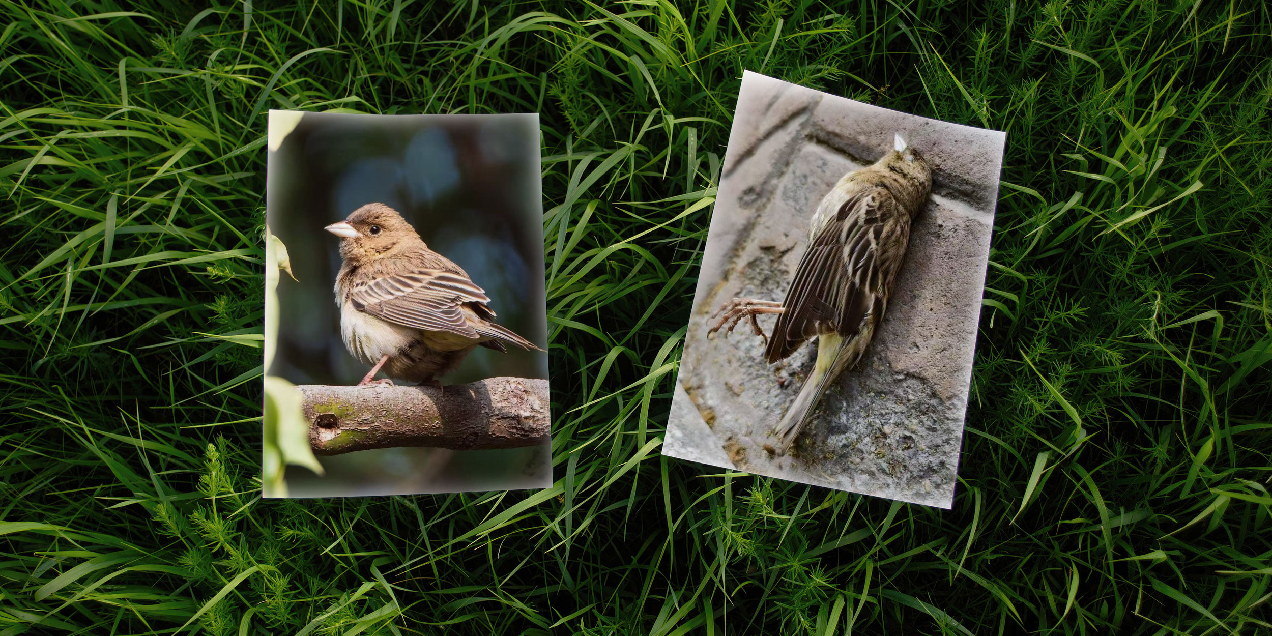 Lost Bird Becomes a Shanghai Celebrity — Then a Cautionary Tale