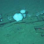 Expedition im Indischen Ozean: Großer Walfriedhof im Indischen Ozean entdeckt
