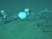 Expedition im Indischen Ozean: Großer Walfriedhof im Indischen Ozean entdeckt
