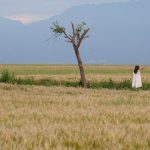 A Privet Matter: Why a Farmer Hacked Down China’s ‘Lonely’ Tree