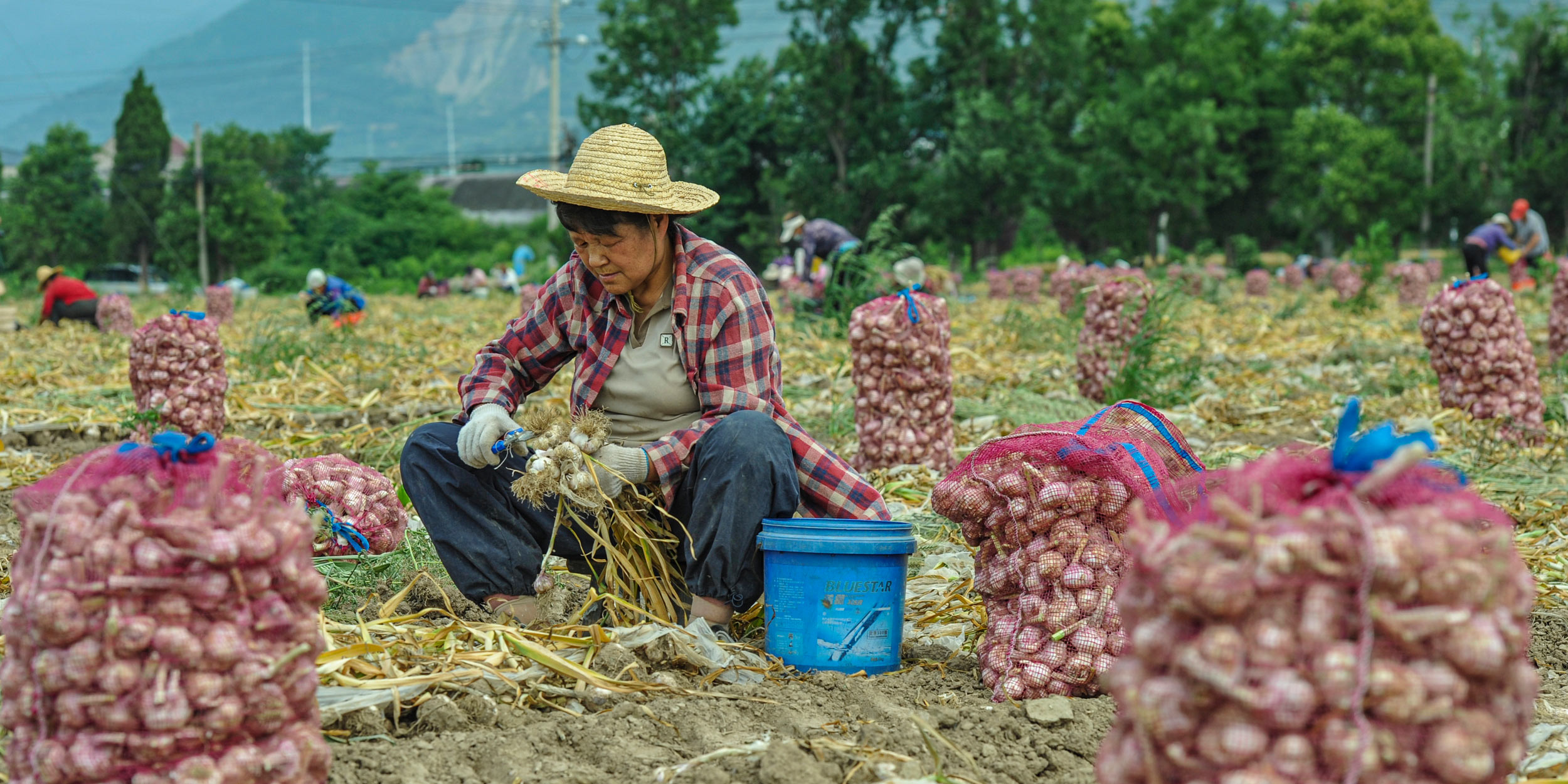 China’s Changing Climate May Be Why Your Garlic Is Moldy