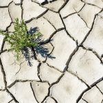 How food companies can prepare for the next drought