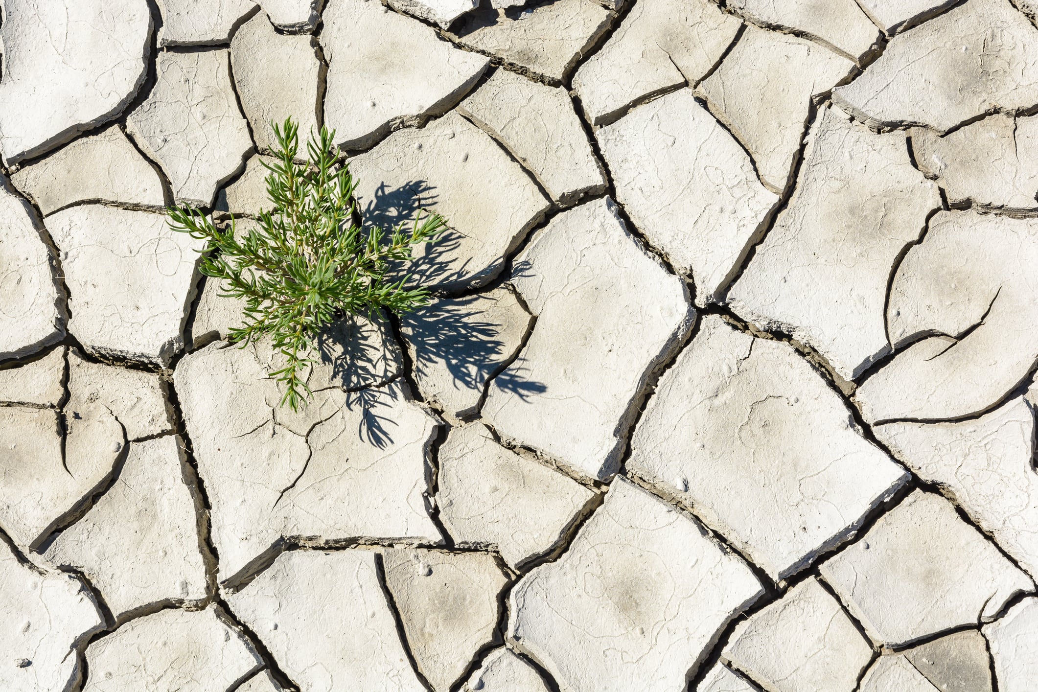 How food companies can prepare for the next drought