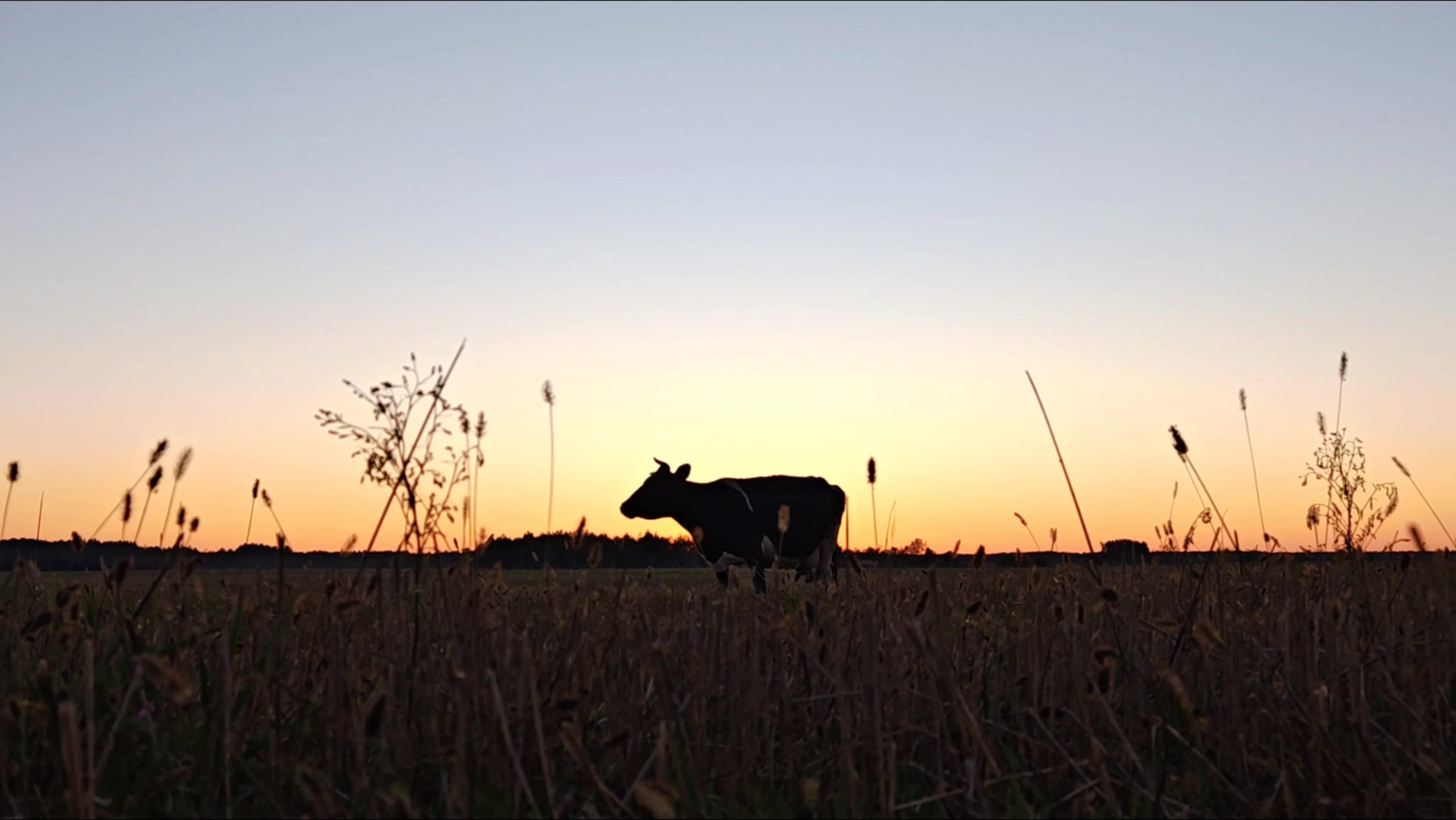 Applegate Farms explores regenerative agriculture’s next selling point: Nutrition