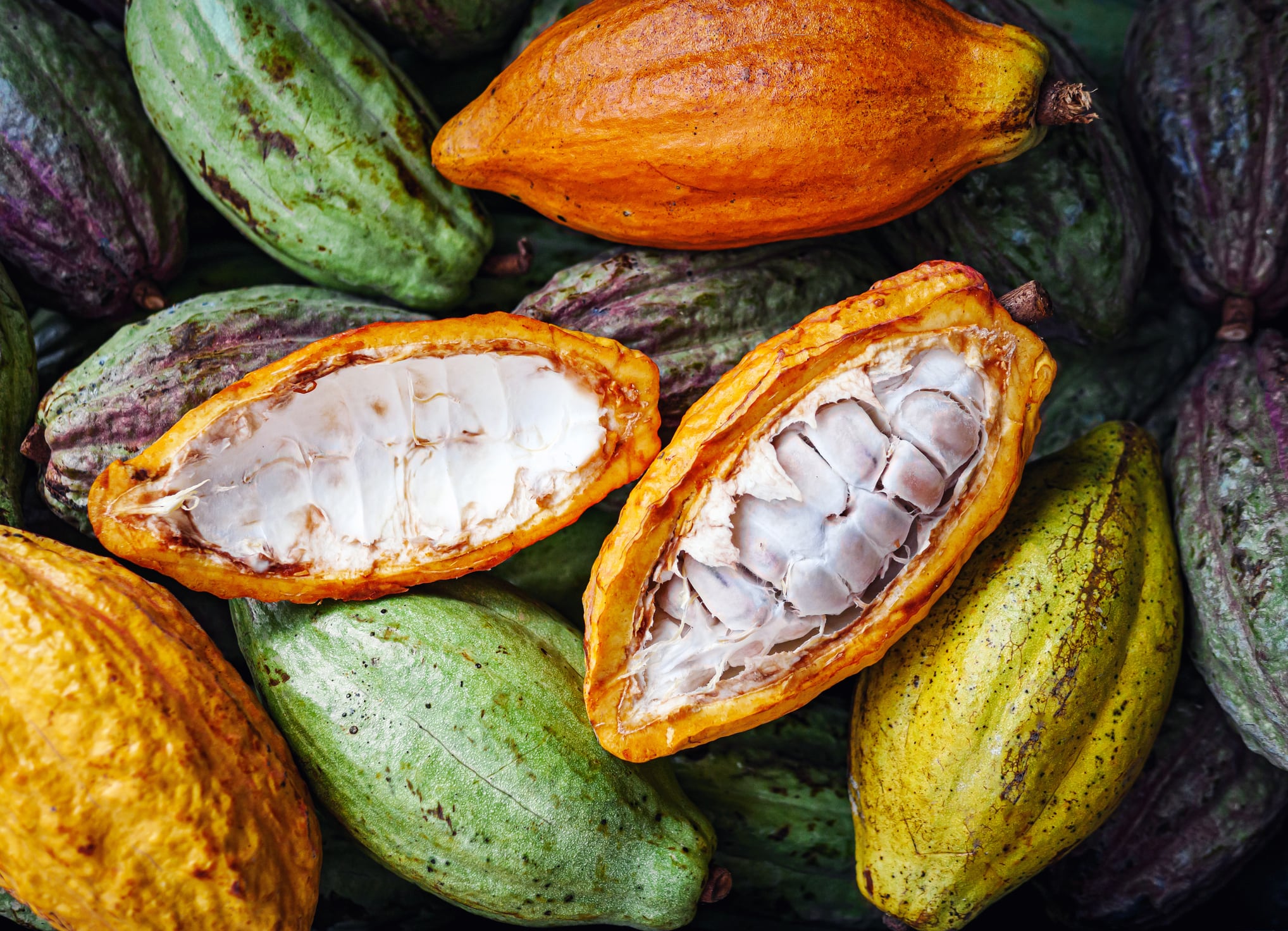 Mars’ cocoa strategy centers around new tech and cloning